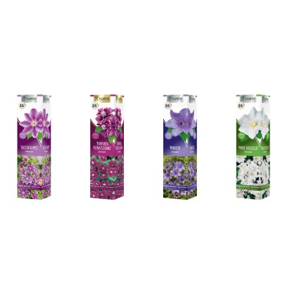 Clematis mix Clematis mix