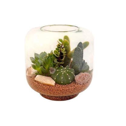 Composizione piante grasse incantevole Ø 25 cm Composizione piante grasse incantevole Ø 25 cm