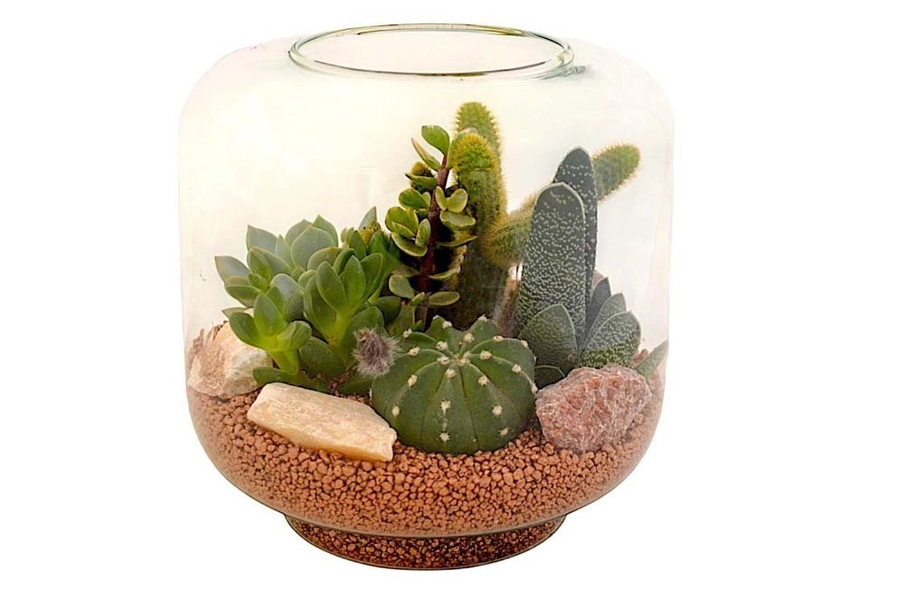 Composizione piante grasse incantevole Ø 25 cm Composizione piante grasse incantevole Ø 25 cm