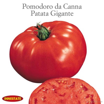 Pomodoro Patata gigante innestato vaso 14 cm Pomodoro Patata gigante innestato vaso 14 cm