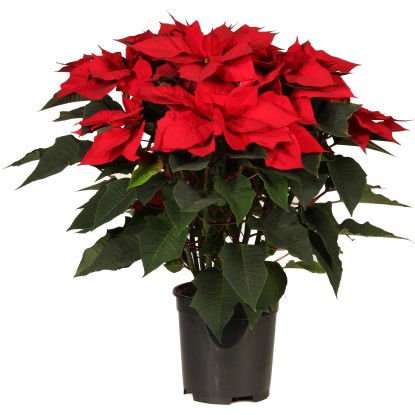 Stella di Natale vaso Ø 19 cm Stella di Natale vaso Ø 19 cm