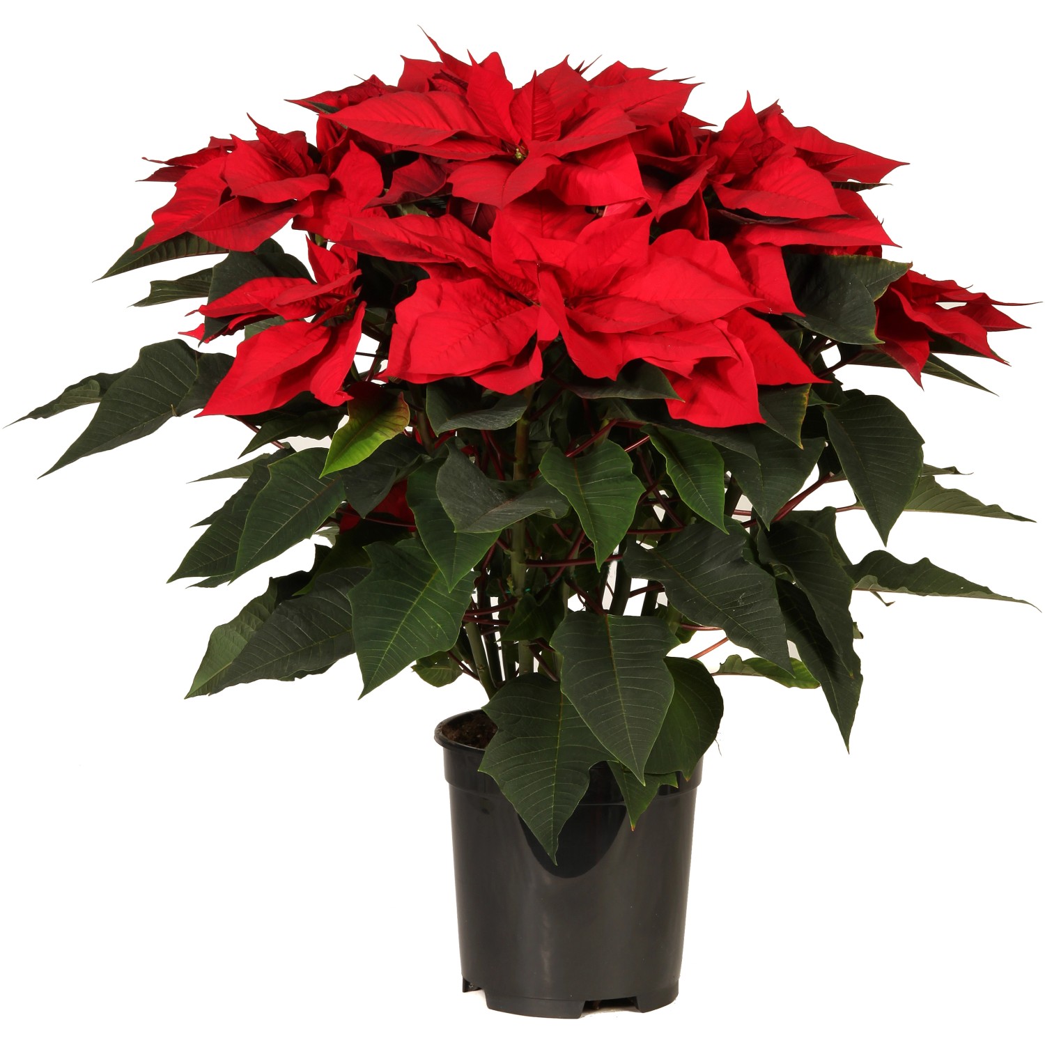 Stella di Natale vaso Ø 19 cm Stella di Natale vaso Ø 19 cm