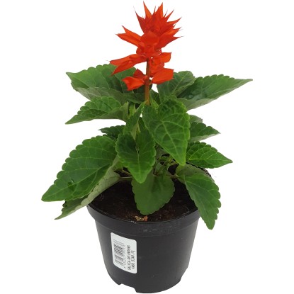 Salvia splendens vaso 10 cm Salvia splendens vaso 10 cm