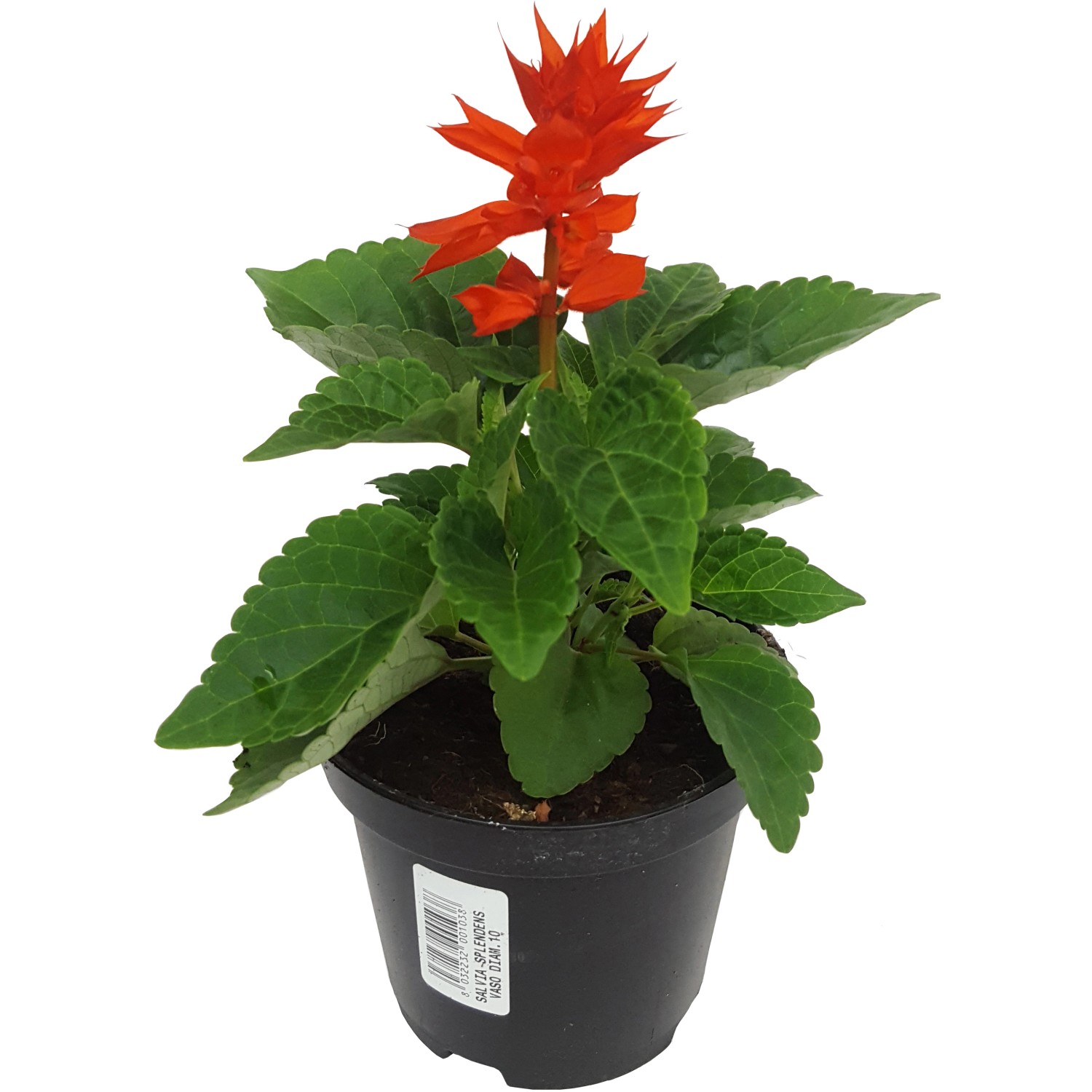 Salvia splendens vaso 10 cm Salvia splendens vaso 10 cm
