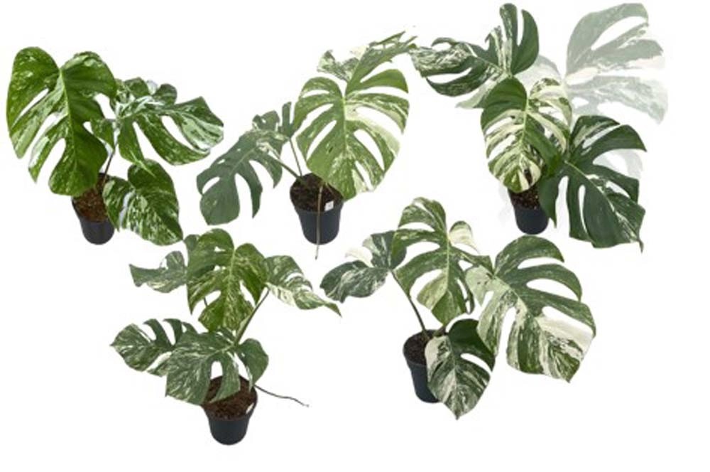 Monstera Variegata Vaso 17 cm Monstera Variegata Vaso 17 cm