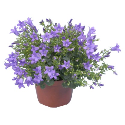 Campanula "Get Mee" blu vaso Ø ca. 10,5 cm Campanula "Get Mee" blu vaso Ø ca. 10,5 cm