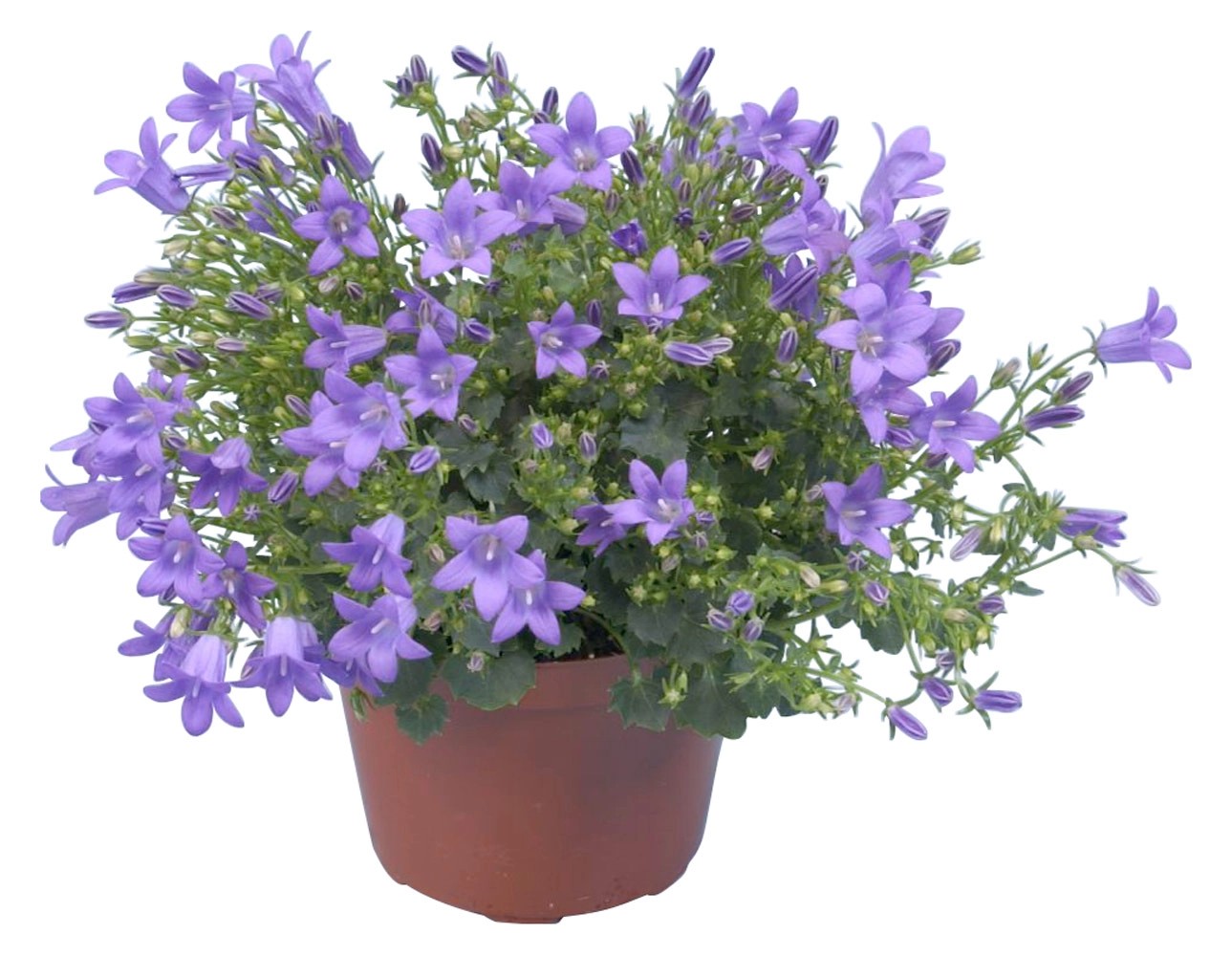 Campanula "Get Mee" blu vaso Ø ca. 10,5 cm Campanula "Get Mee" blu vaso Ø ca. 10,5 cm