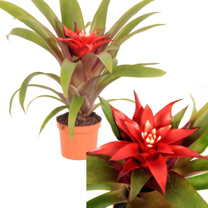 Guzmania Confetti rosso in vaso Ø 9 cm Guzmania Confetti rosso in vaso Ø 9 cm
