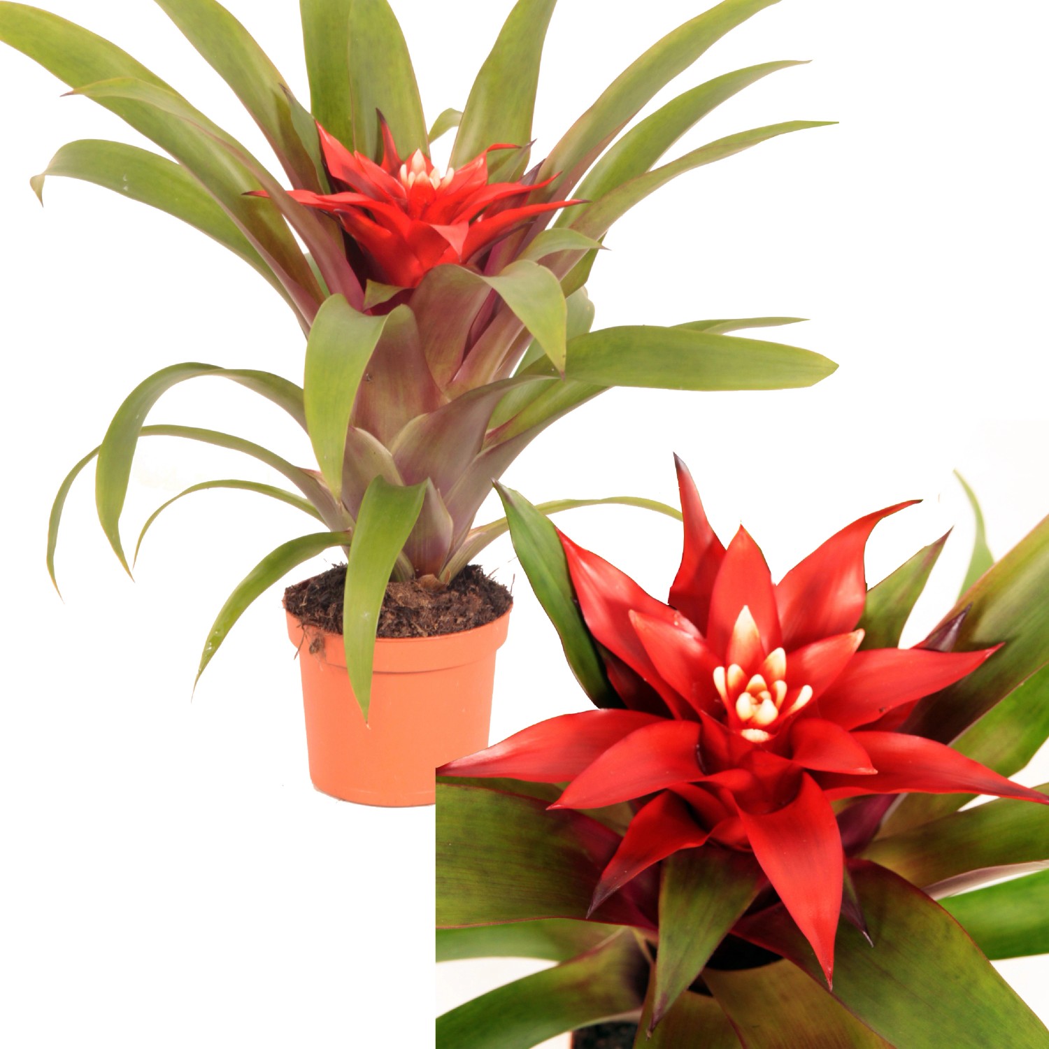 Guzmania Confetti rosso in vaso Ø 9 cm Guzmania Confetti rosso in vaso Ø 9 cm