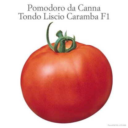Pomodoro insalataro tondo liscio Optima vaschetta 4 pz Pomodoro insalataro tondo liscio Optima vaschetta 4 pz