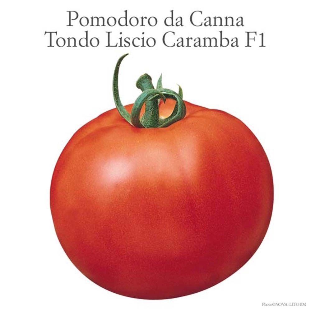 Pomodoro insalataro tondo liscio Optima vaschetta 4 pz Pomodoro insalataro tondo liscio Optima vaschetta 4 pz
