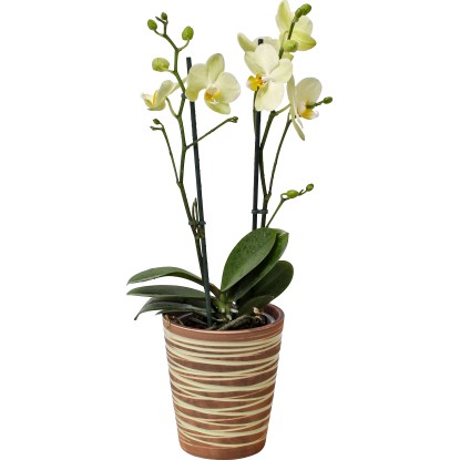 Orchidea Phalaenopsis giallo vaso in ceramica Ø 12 cm Orchidea Phalaenopsis giallo vaso in ceramica Ø 12 cm