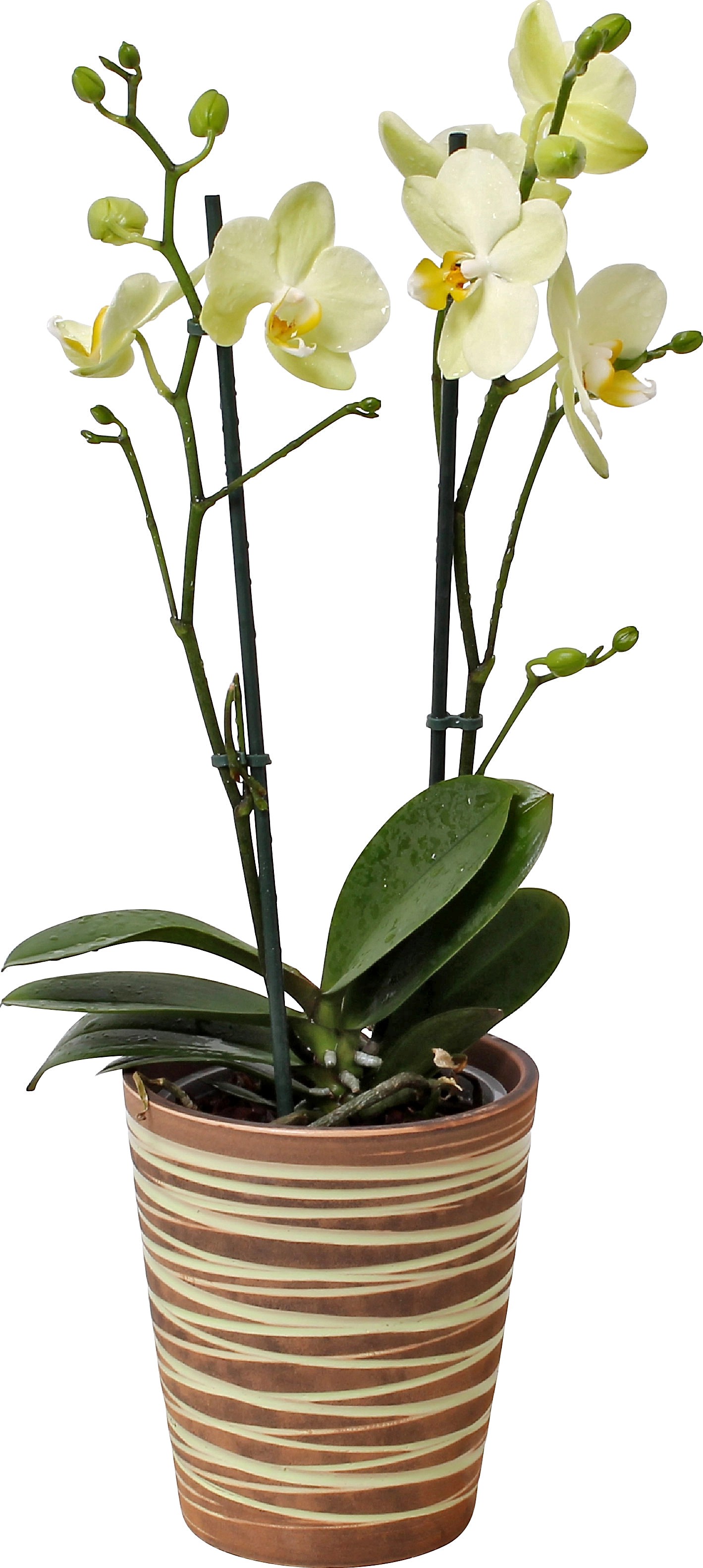 Orchidea Phalaenopsis giallo vaso in ceramica Ø 12 cm Orchidea Phalaenopsis giallo vaso in ceramica Ø 12 cm