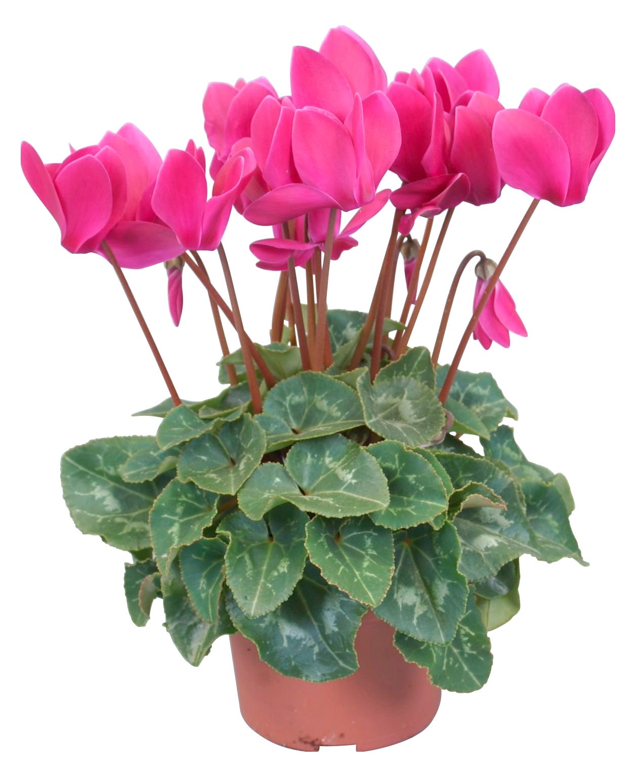 Ciclamino Midi lilla in vaso Ø 10,5 cm Ciclamino Midi lilla in vaso Ø 10,5 cm