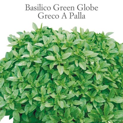 Basilico Greco a palla vaso 10 cm Basilico Greco a palla vaso 10 cm