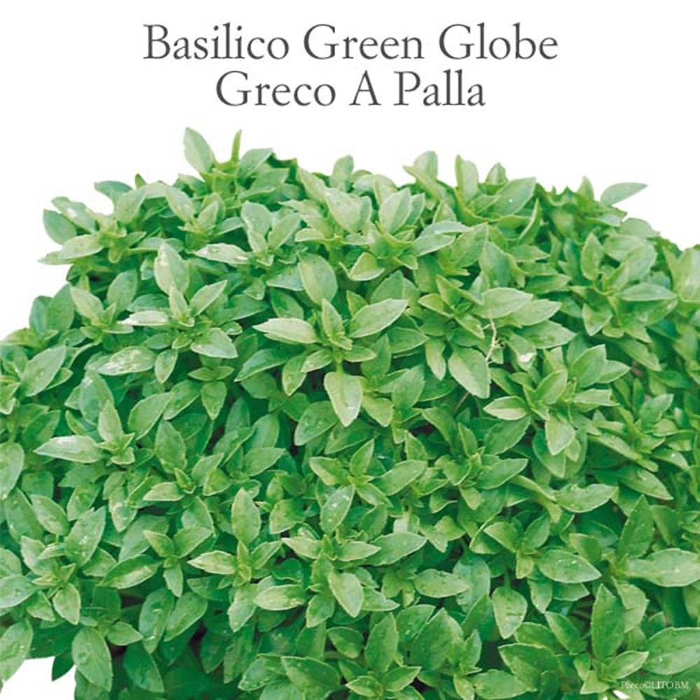 Basilico Greco a palla vaso 10 cm Basilico Greco a palla vaso 10 cm