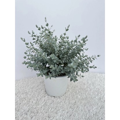 Eucalipto Gunnii vaso Ø 14 cm Eucalipto Gunnii vaso Ø 14 cm