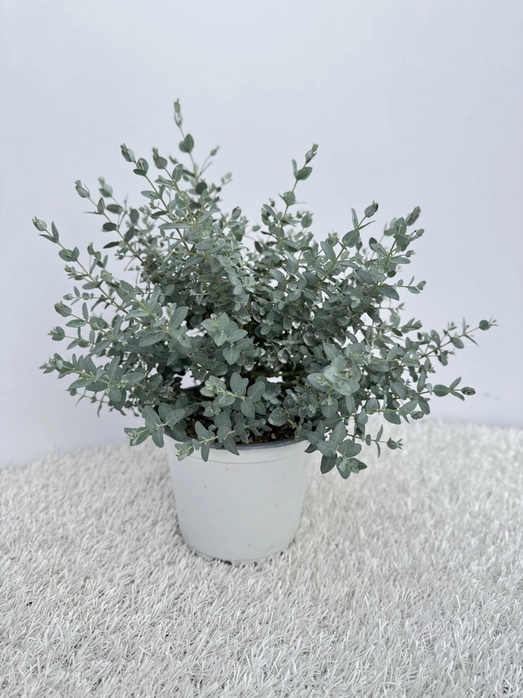 Eucalipto Gunnii vaso Ø 14 cm Eucalipto Gunnii vaso Ø 14 cm