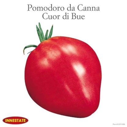 Pomodoro insalataro Cuore di bue innestato vaso 14 cm Pomodoro insalataro Cuore di bue innestato vaso 14 cm