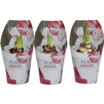 Amaryllis Rosso copertura vaso Ø ca. 12 cm (Hippeastrum) Amaryllis Rosso copertura vaso Ø ca. 12 cm (Hippeastrum)