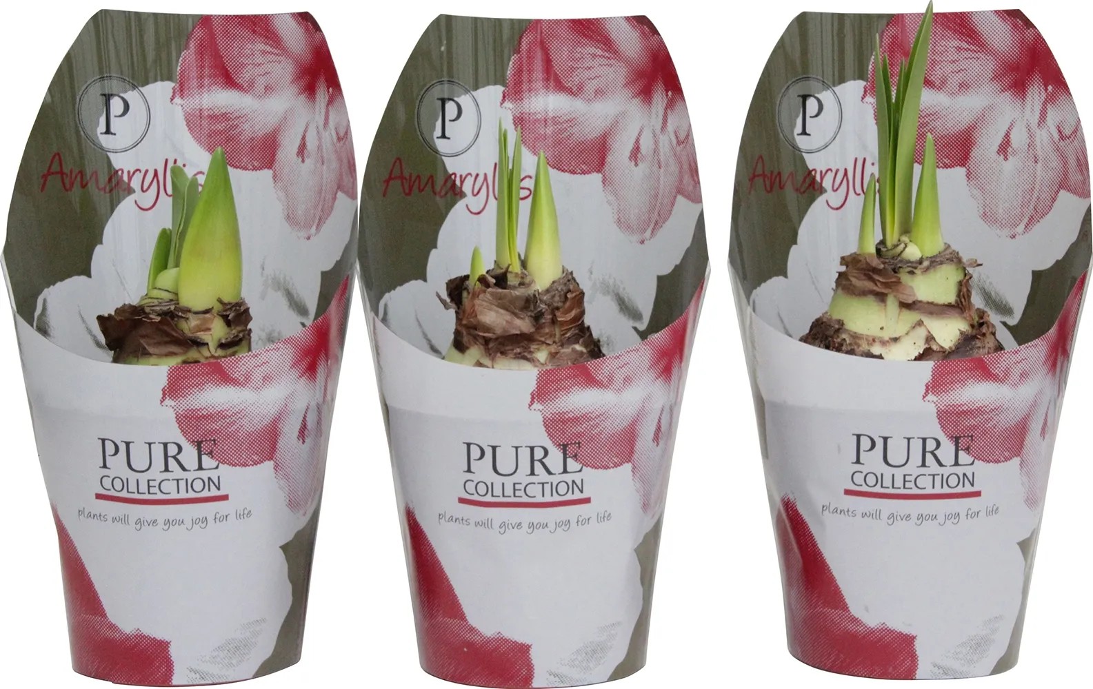 Amaryllis Rosso copertura vaso Ø ca. 12 cm (Hippeastrum) Amaryllis Rosso copertura vaso Ø ca. 12 cm (Hippeastrum)