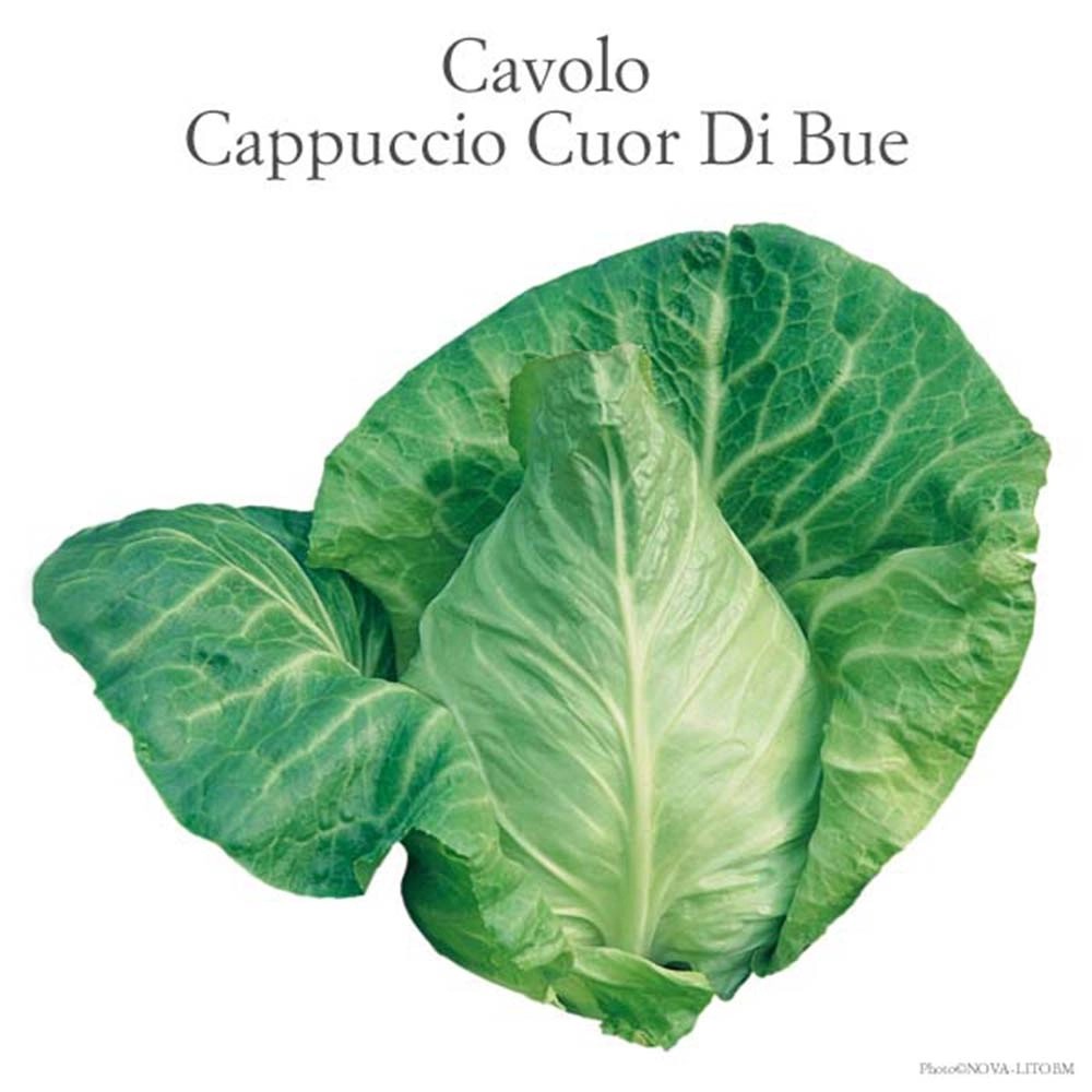 Cavolo cappuccio Cuor di bue vaschetta 4 pz Cavolo cappuccio Cuor di bue vaschetta 4 pz