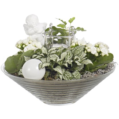 Composizione natalizia 4 piante in ciotola di vetro con fiori bianchi Composizione natalizia 4 piante in ciotola di vetro con fiori bianchi
