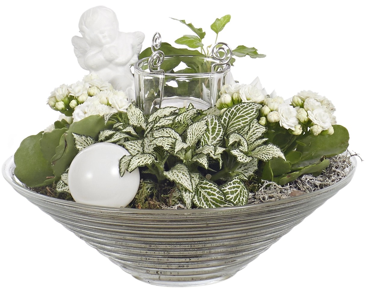 Composizione natalizia 4 piante in ciotola di vetro con fiori bianchi Composizione natalizia 4 piante in ciotola di vetro con fiori bianchi