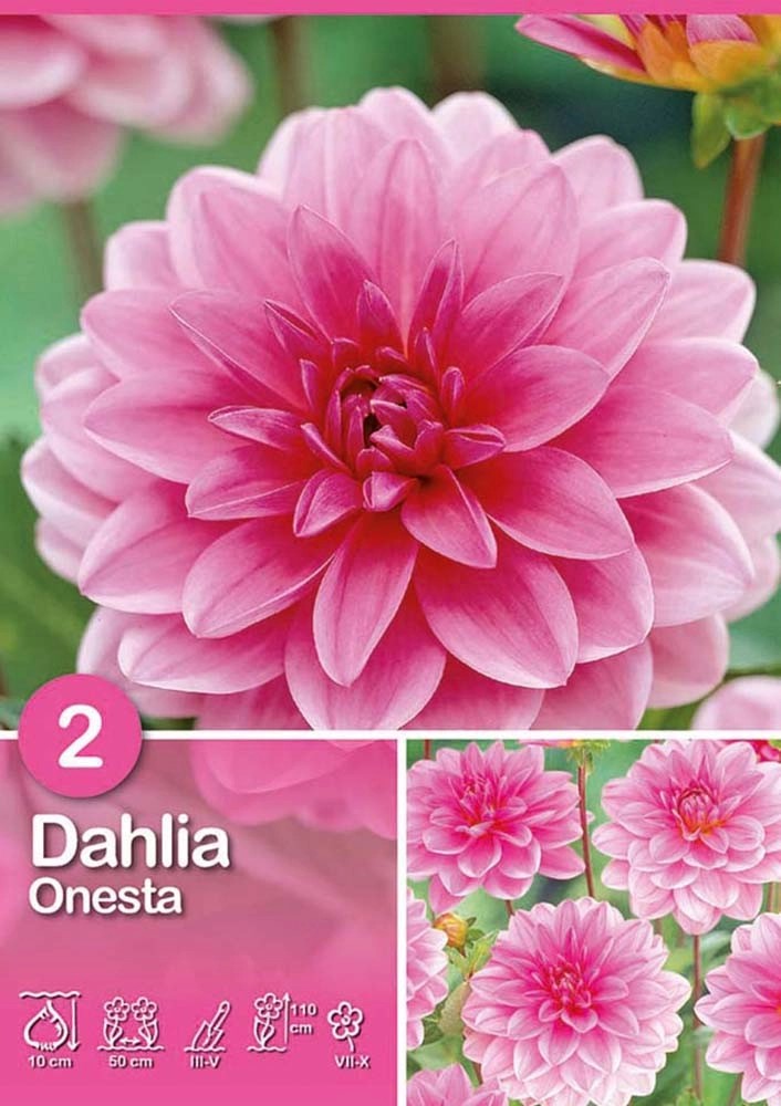 Dalia "Onesta" Dalia "Onesta"