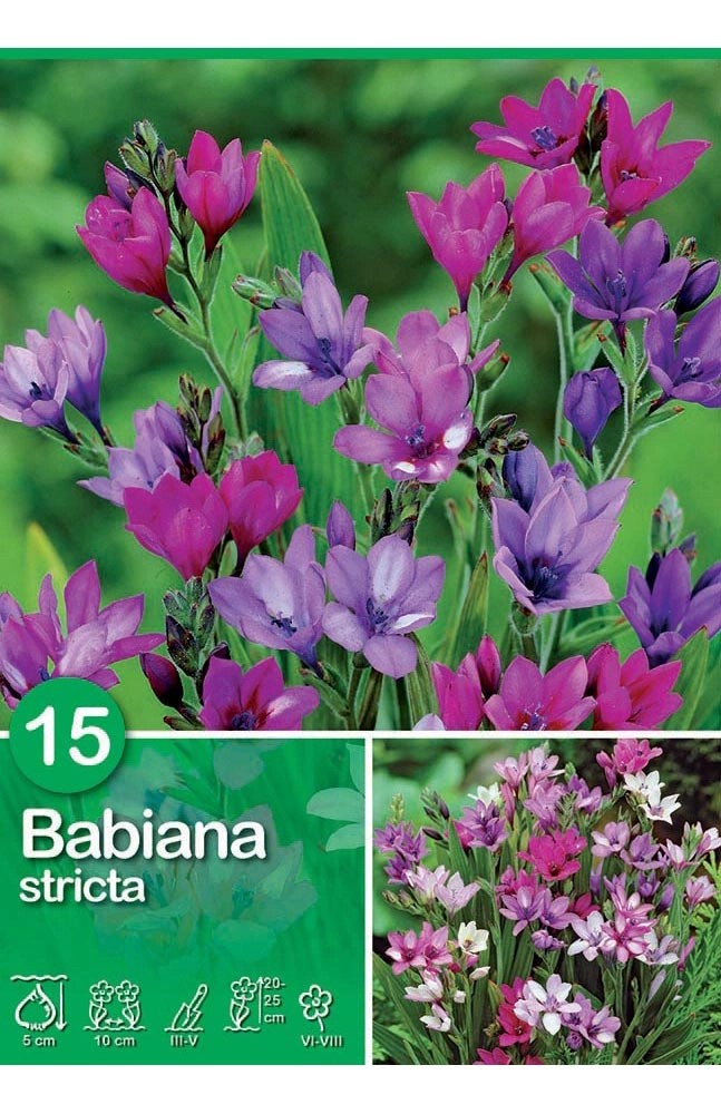 Babiana "Stricta Mix" Babiana "Stricta Mix"