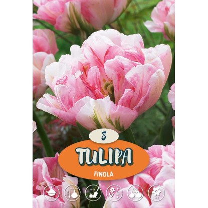 Tulipano Finola Tulipano Finola