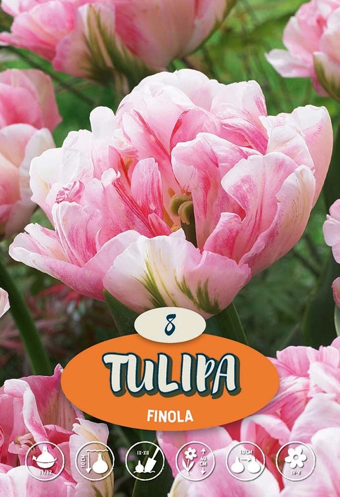 Tulipano Finola Tulipano Finola