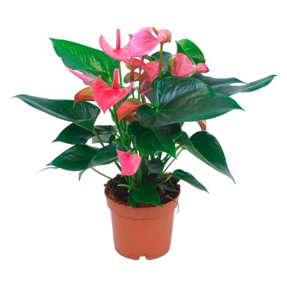 Anturium rosa vaso Ø 12 cm Anturium rosa vaso Ø 12 cm