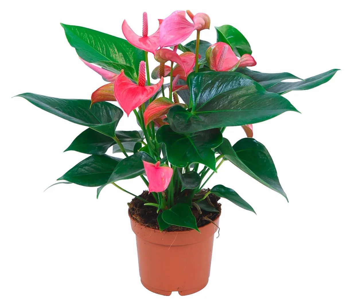 Anturium rosa vaso Ø 12 cm Anturium rosa vaso Ø 12 cm