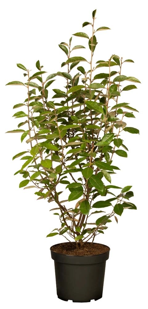 Elaeagnus x ebbingei `Maryline` Elaeagnus x ebbingei `Maryline`