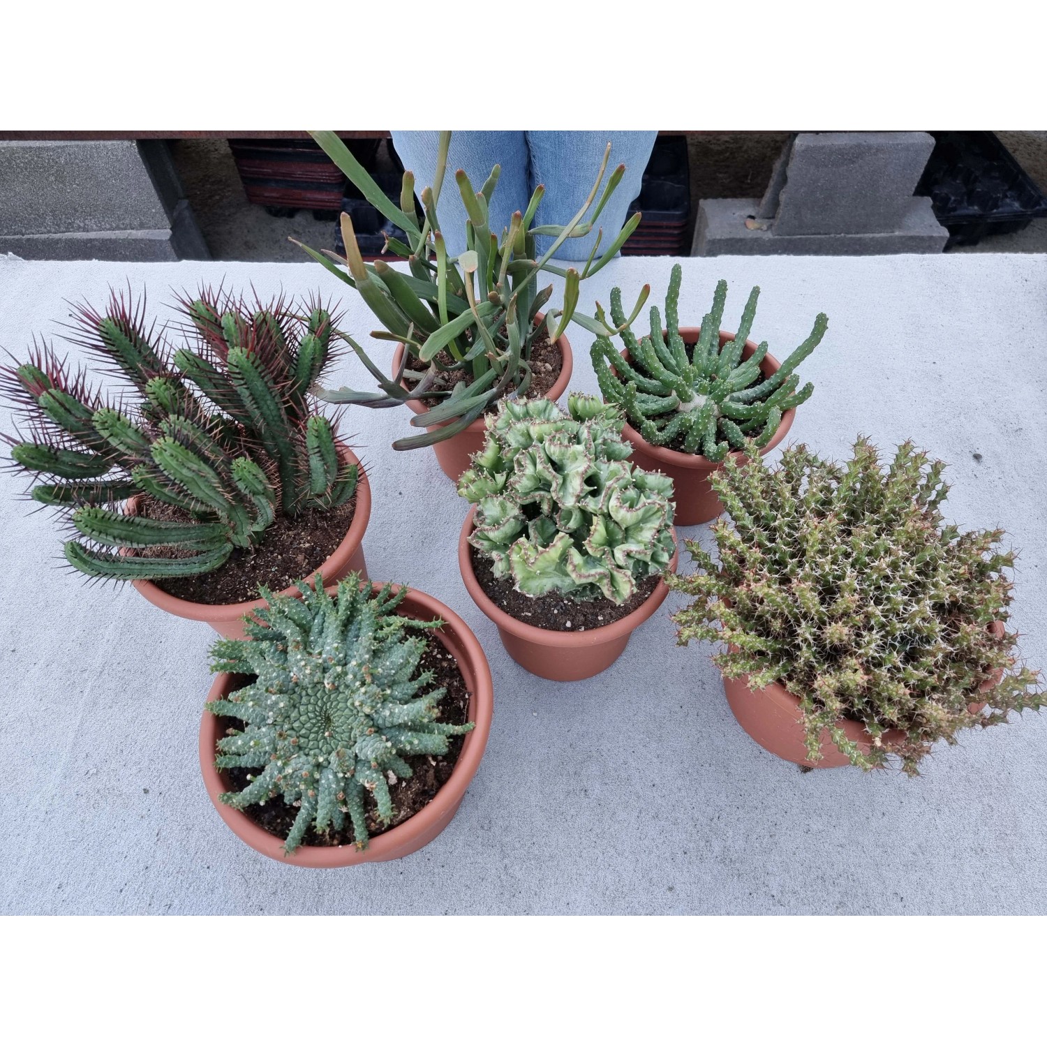 Euphorbia mix collezione vaso 20 cm Euphorbia mix collezione vaso 20 cm