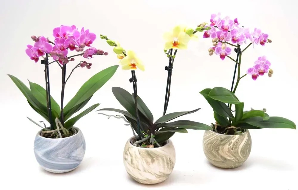 Composizione orchidea cascade vaso 9 cm Composizione orchidea cascade vaso 9 cm