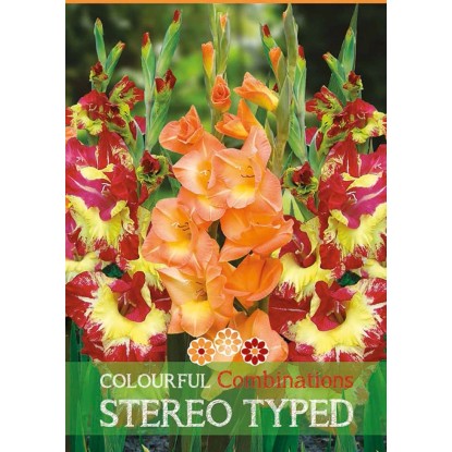 Gladiolo "Stereo Typed" Gladiolo "Stereo Typed"