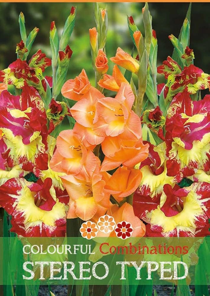 Gladiolo "Stereo Typed" Gladiolo "Stereo Typed"