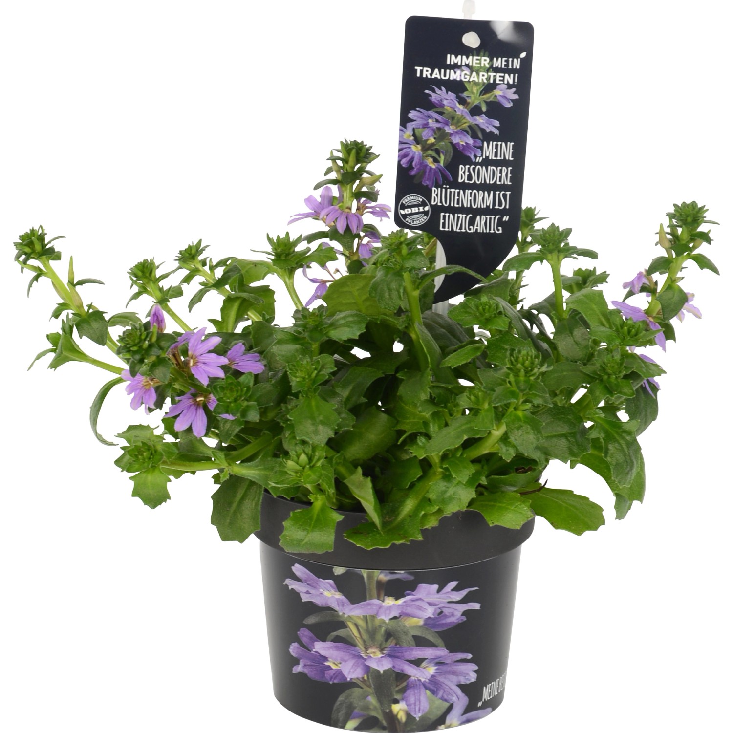 Ventaglio delle fate Whirlwind violetto in vaso Ø 12 cm Ventaglio delle fate Whirlwind violetto in vaso Ø 12 cm