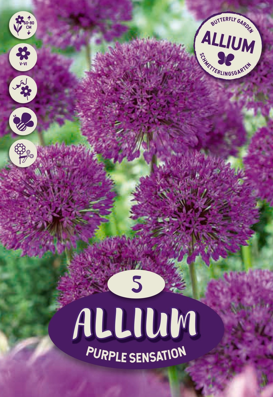 Allium Purple Sensation 5 pz Allium Purple Sensation 5 pz