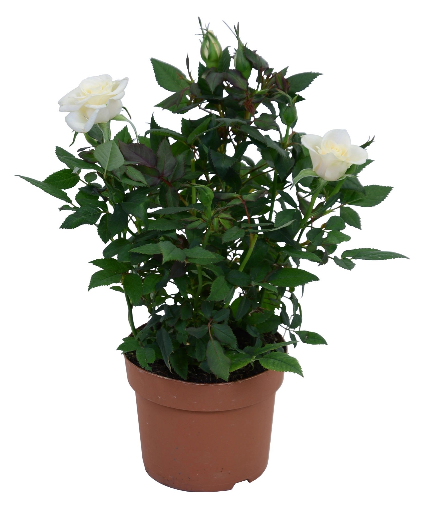 Rosa Freja Parade bianca H 30-35 cm vaso Ø 10,5 cm Rosa Freja Parade bianca H 30-35 cm vaso Ø 10,5 cm