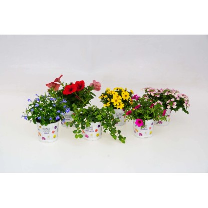 Colori stagionali di Steckbeetware Colori stagionali di Steckbeetware