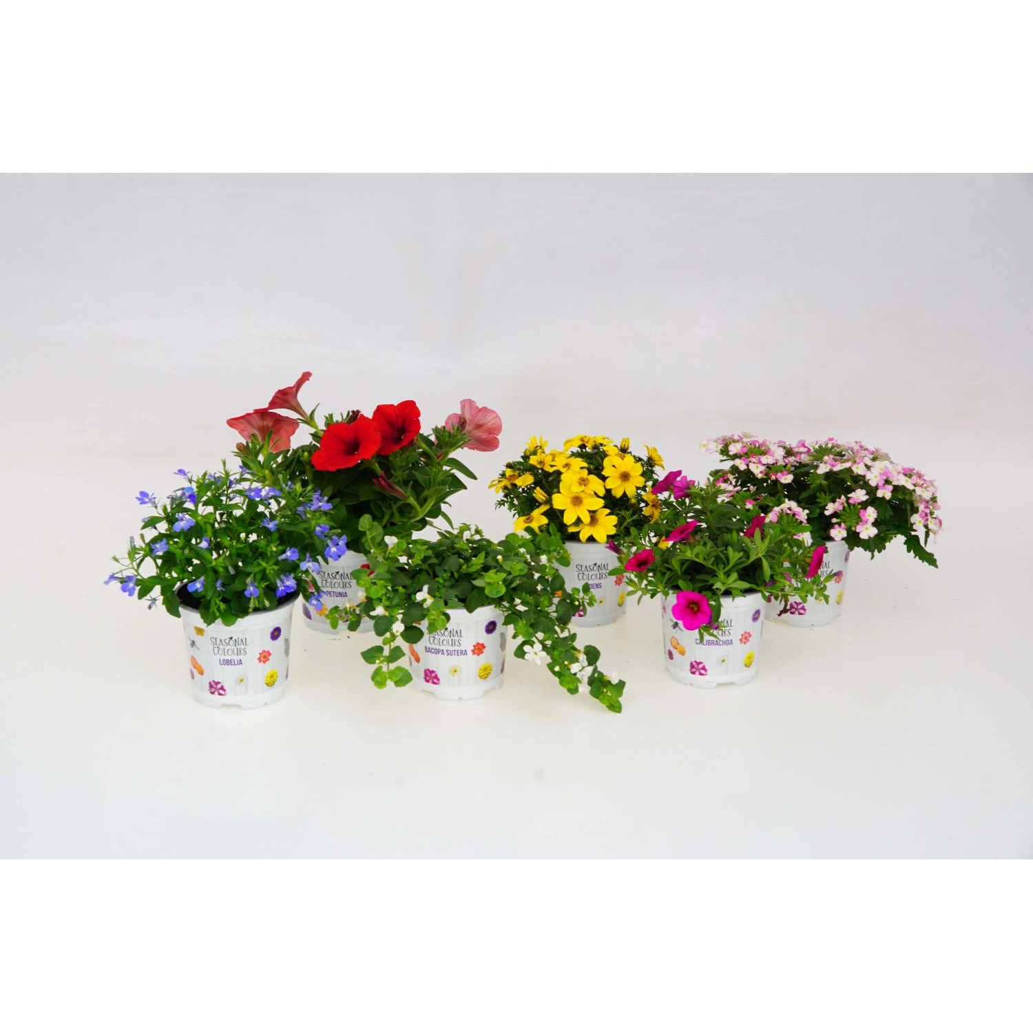 Colori stagionali di Steckbeetware Colori stagionali di Steckbeetware