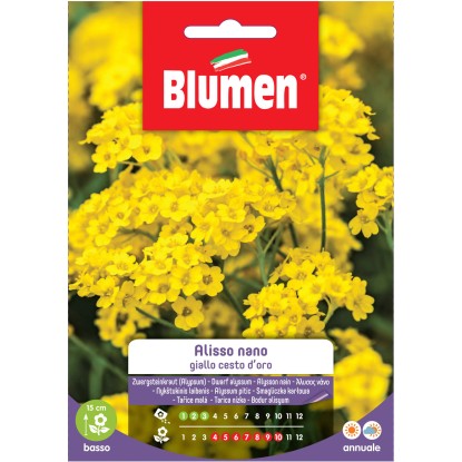 Blumen Alisso giallo nano cesto d`oro Blumen Alisso giallo nano cesto d`oro