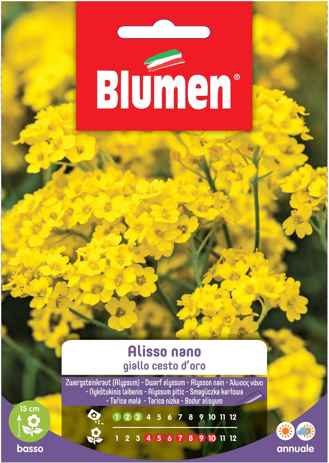 Blumen Alisso giallo nano cesto d`oro Blumen Alisso giallo nano cesto d`oro