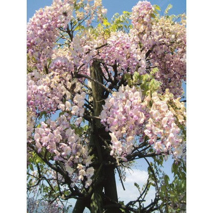 Glicine brachybotrys "Showa-beni" 150/200 cm Glicine brachybotrys "Showa-beni" 150/200 cm