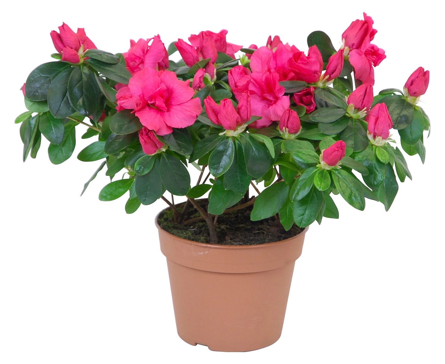 Azalea in vaso da interno rosso Ø 14 cm Azalea in vaso da interno rosso Ø 14 cm