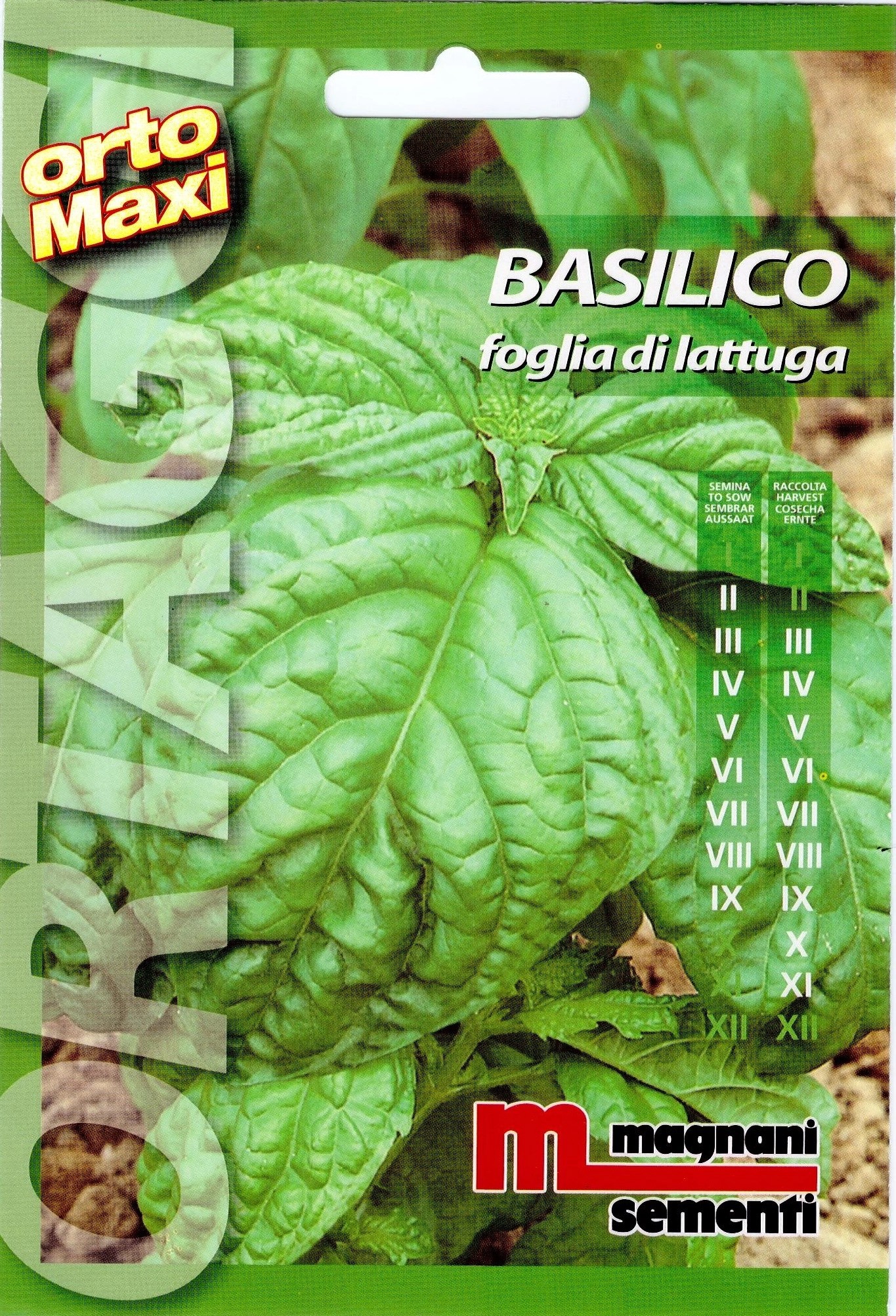Semi aromi Basilico foglia Semi aromi Basilico foglia