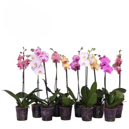 Phalaenopsis Ramotaiwanspecialty Vaso 12 cm Phalaenopsis Ramotaiwanspecialty Vaso 12 cm